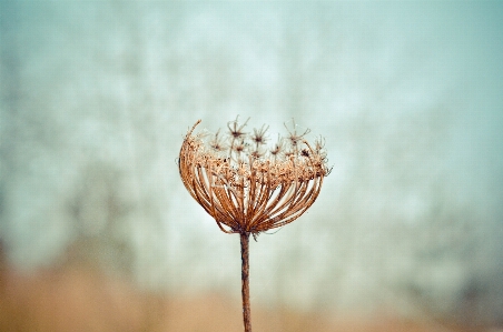 Nature plant photography dandelion Photo