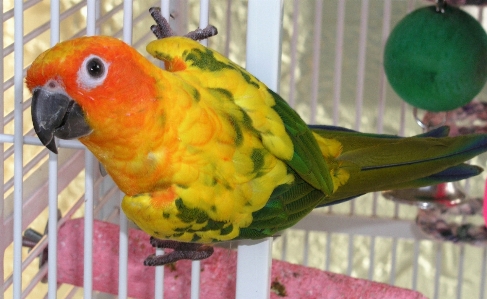 Bird wing cute pet Photo