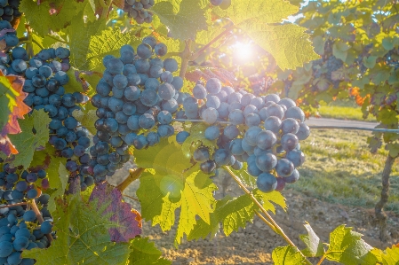 Nature plant sun grape Photo