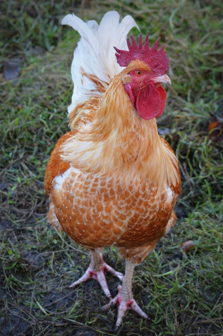 Pájaro animal pico pollo