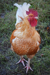 鳥 動物 嘴 鶏 写真