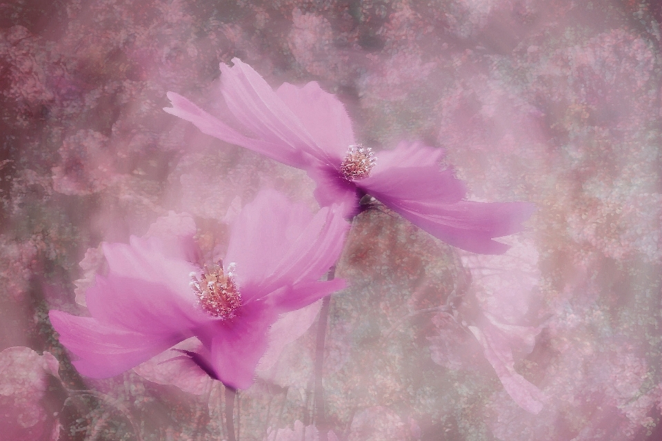 Nature blossom plant flower