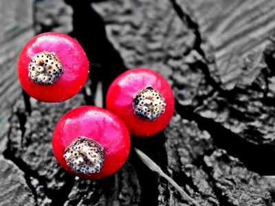 Nature branch blossom plant Photo