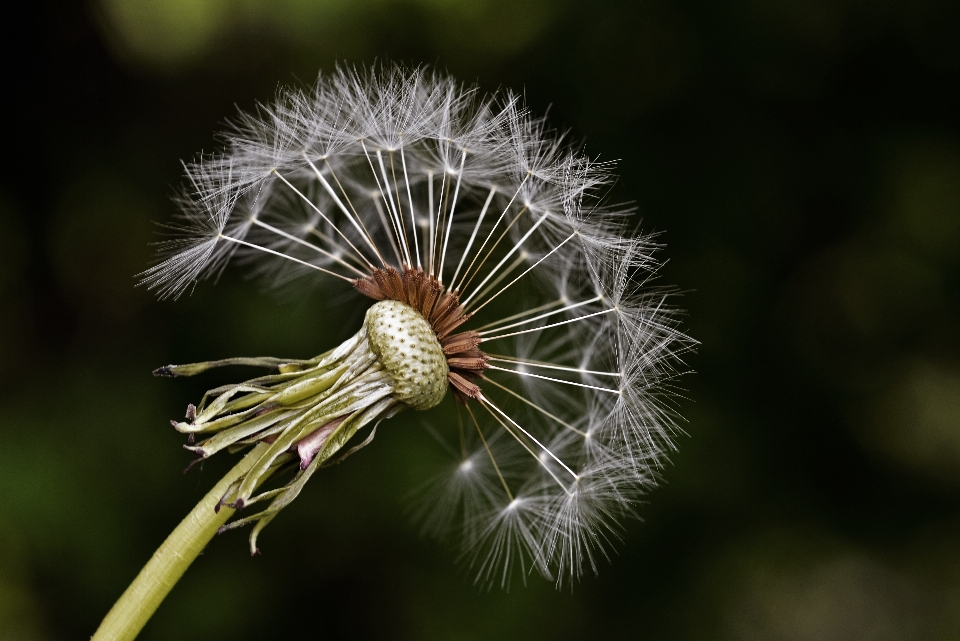 Landscape nature grass outdoor