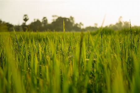 Landscape nature grass outdoor Photo