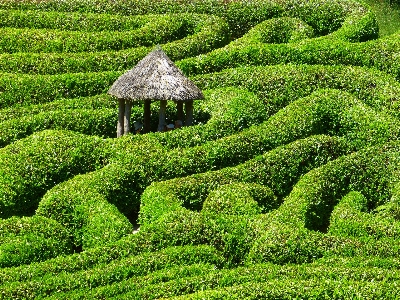 木 植物 分野 芝生 写真