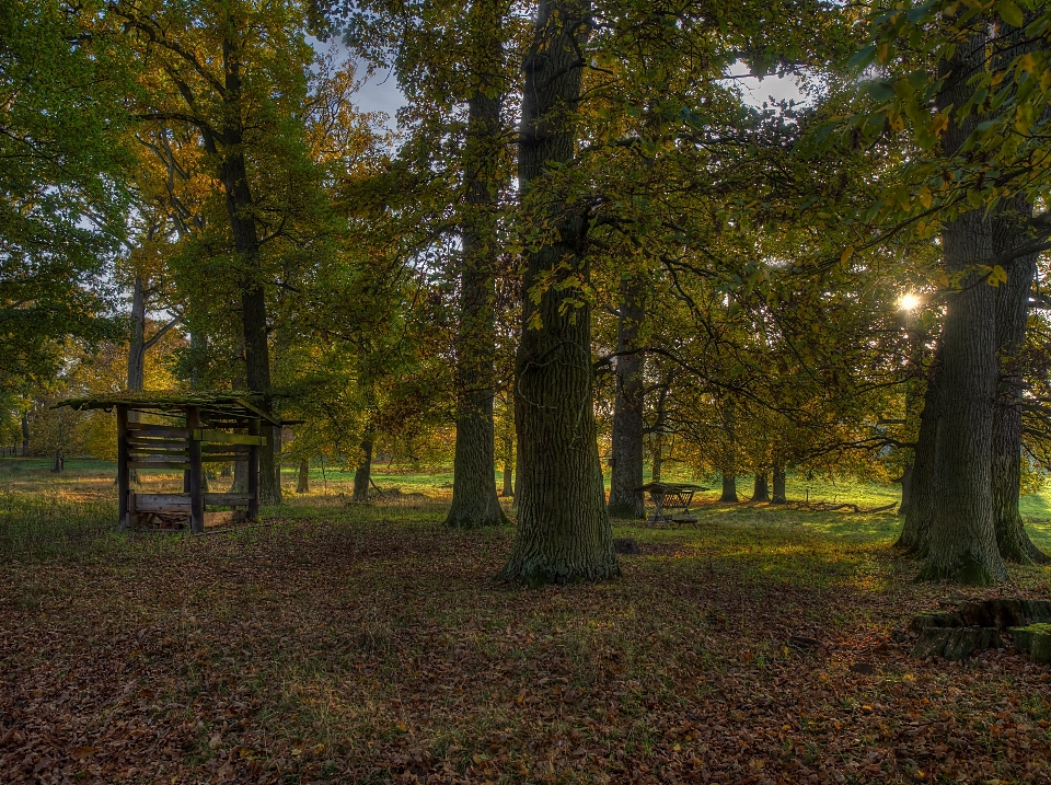 árvore natureza floresta luz