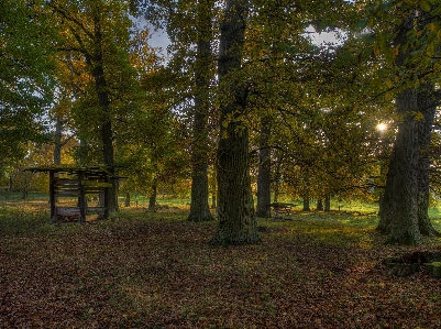 Foto Albero natura foresta leggero