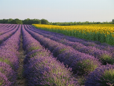 Plant field meadow prairie Photo