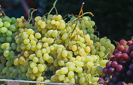 Photo Groupe usine raisin fruit