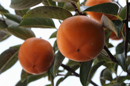 Tree branch plant fruit Photo