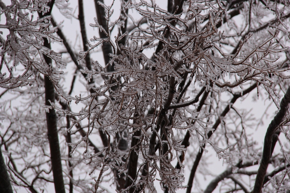 树 森林 分支 雪