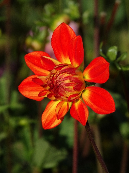 Planta flor pétalo rojo