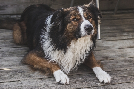 Foto Anjing satwa collie
 peliharaan