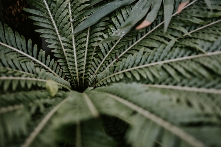 Tree branch plant leaf Photo