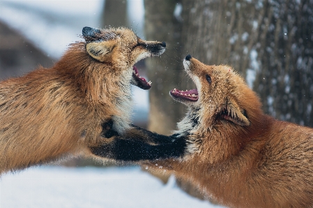 Фото дикая природа млекопитающее лиса fauna