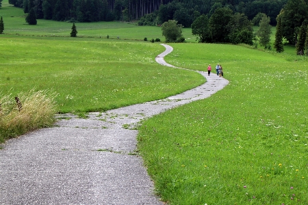 Landscape nature forest grass Photo