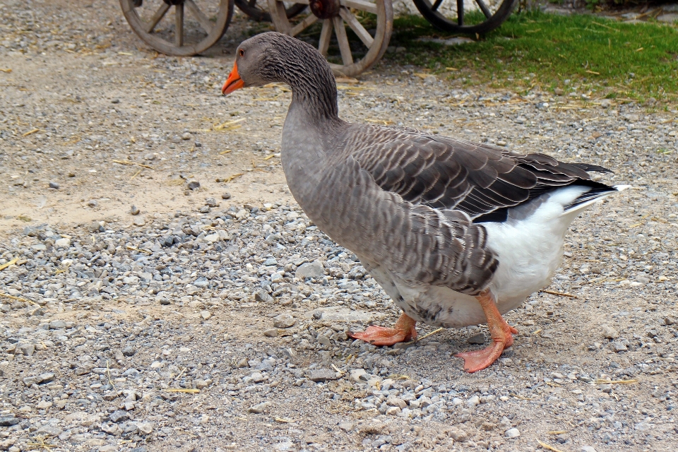 Pássaro asa fazenda animal