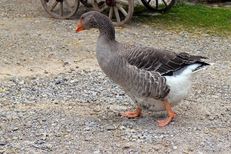 鳥 羽 農場 動物 写真