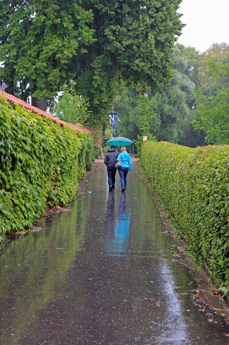 árbol agua caminando camino