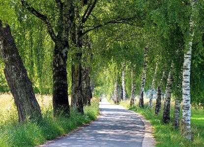 Tree nature forest plant Photo