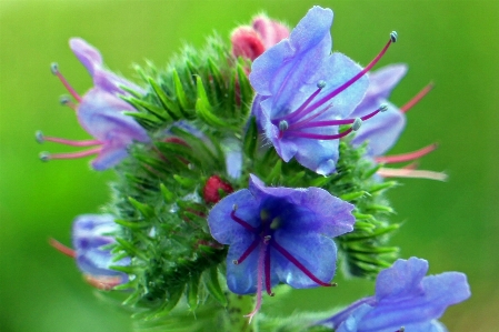 Blossom plant flower petal Photo