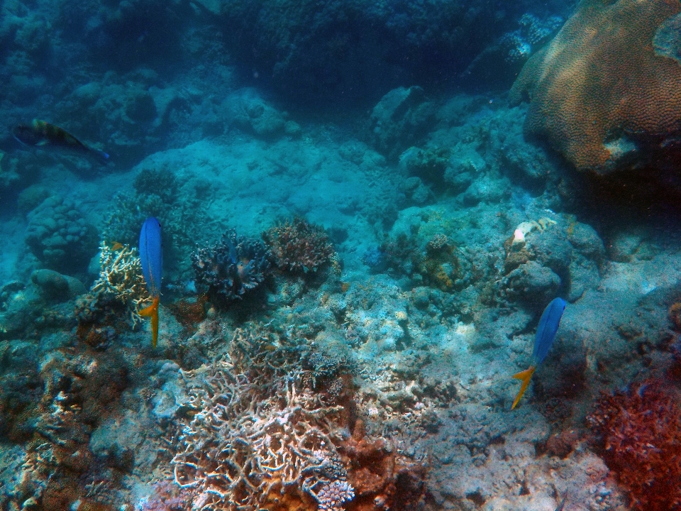 Laut alam satwa menyelam