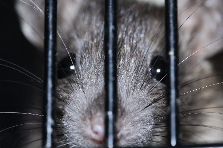 Foto Bianco e nero
 capelli animale pelliccia