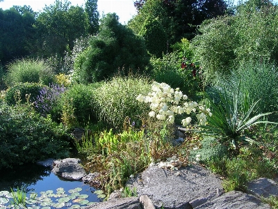 Nature plant flower pond Photo