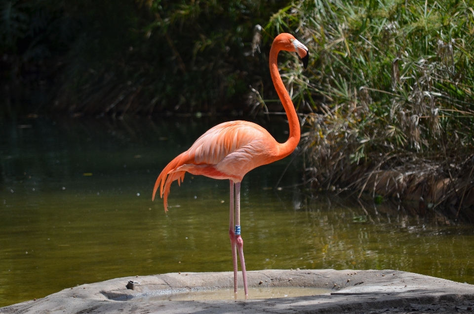 Acqua uccello animali selvatici zoo