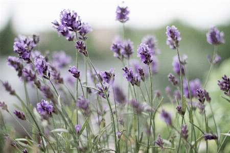 Nature blossom plant meadow Photo