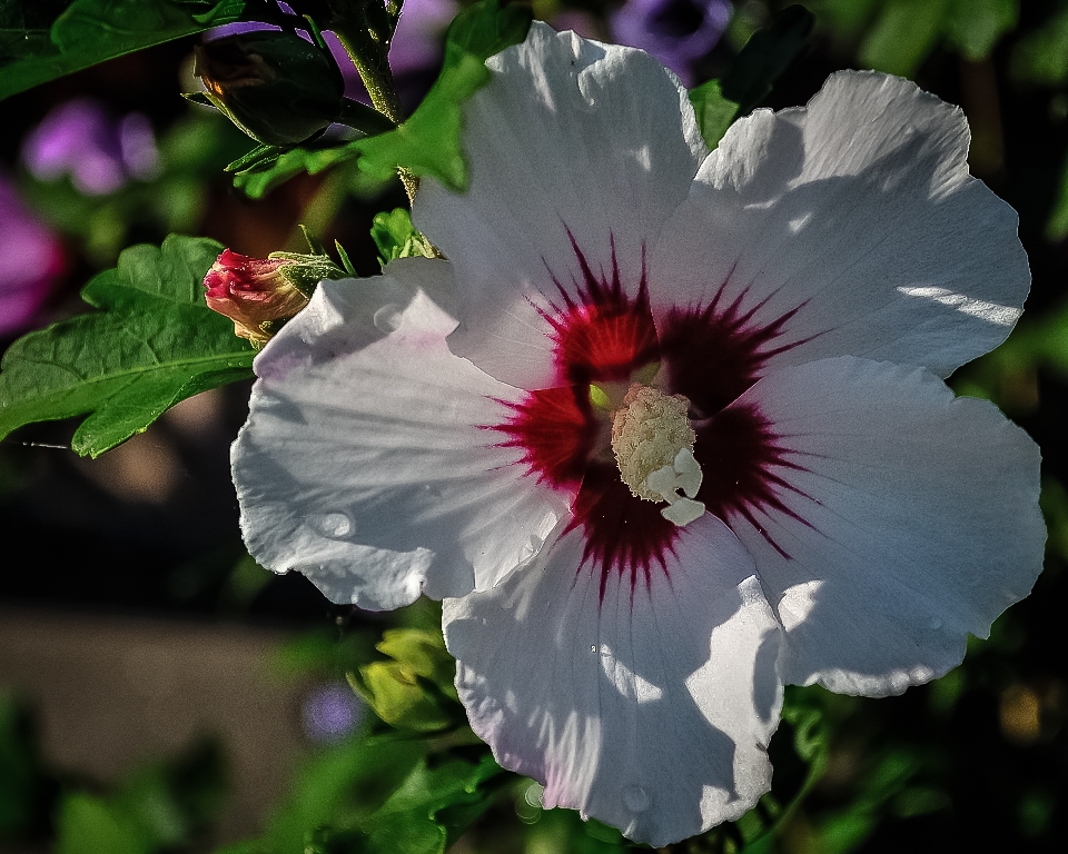 Naturaleza florecer planta blanco