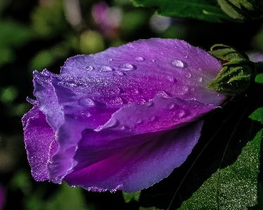 Foto Acqua natura pianta piovere