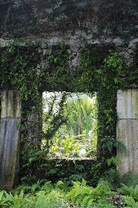 Forest light flower window Photo