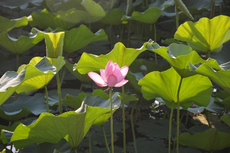 Plant leaf flower petal Photo