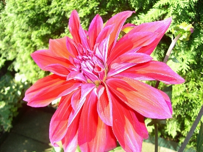 Blossom plant flower petal Photo