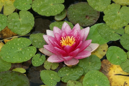 Blossom plant leaf flower Photo