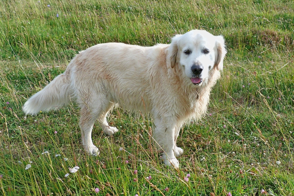 Pies spokój ssak golden retriever
