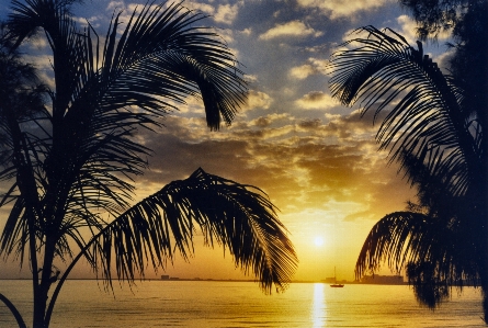 Foto Mare albero oceano orizzonte