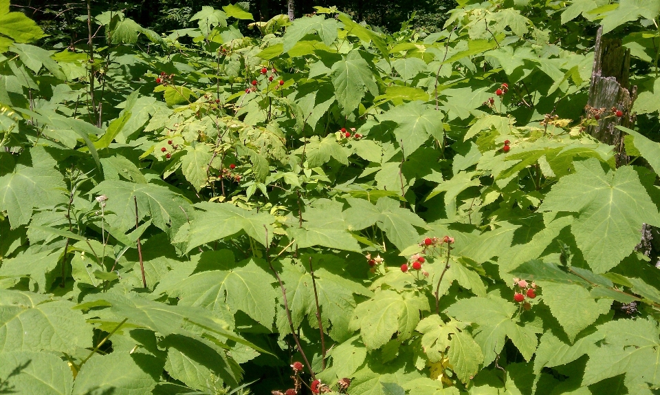 Plantar framboesa fruta flor