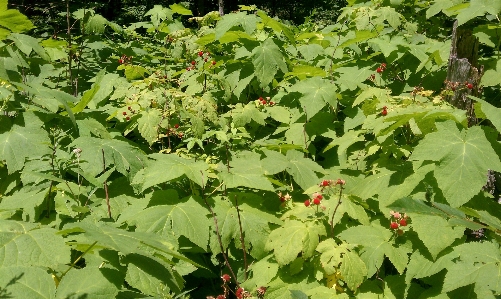 Foto Plantar framboesa fruta flor