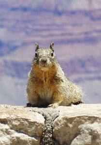 Nature animal cute stone Photo