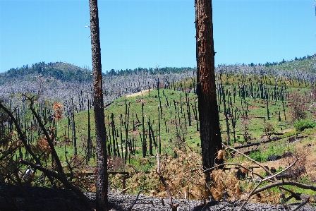 Landscape tree forest wilderness Photo