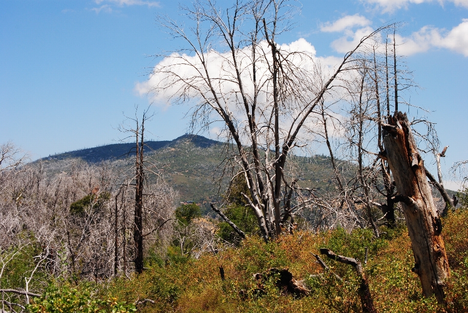 Krajobraz drzewo natura las