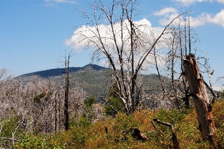 Landscape tree nature forest Photo