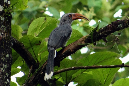 Foto Rama pájaro fauna silvestre pico