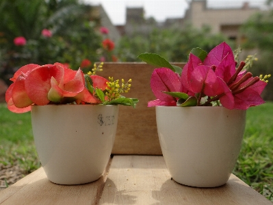 Plant flower petal pot Photo