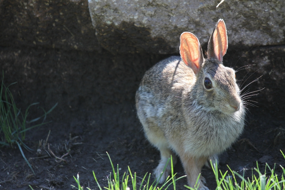 自然 甘い 動物 かわいい