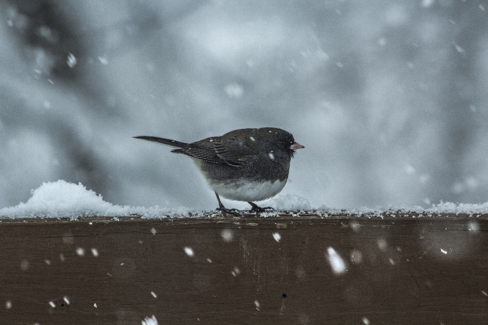 Naturaleza nieve frío invierno