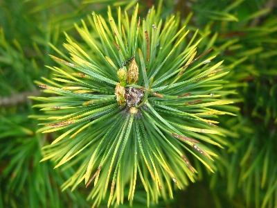 Tree forest branch plant Photo